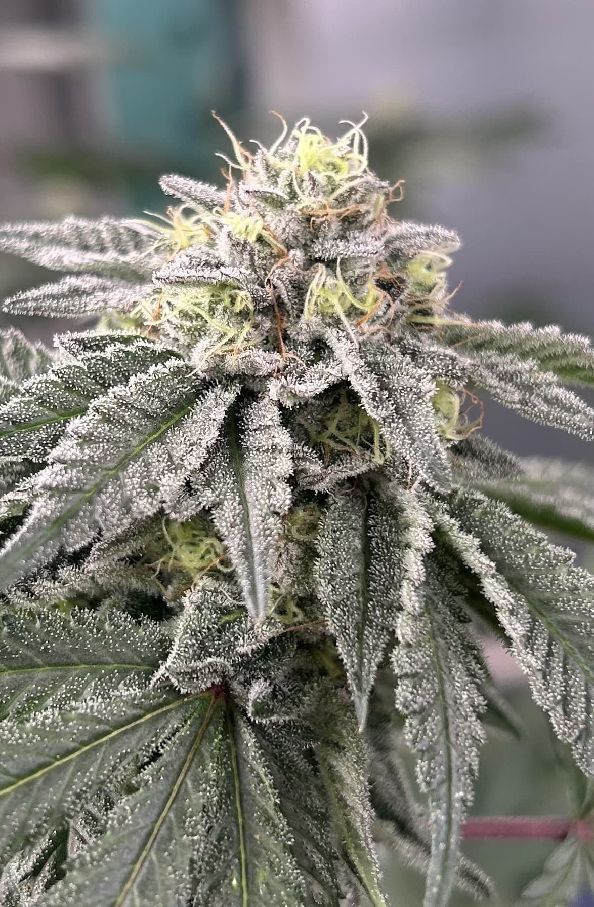 OG FARMS OG Gardens - Georgia Pie (25.51%) - 1/8