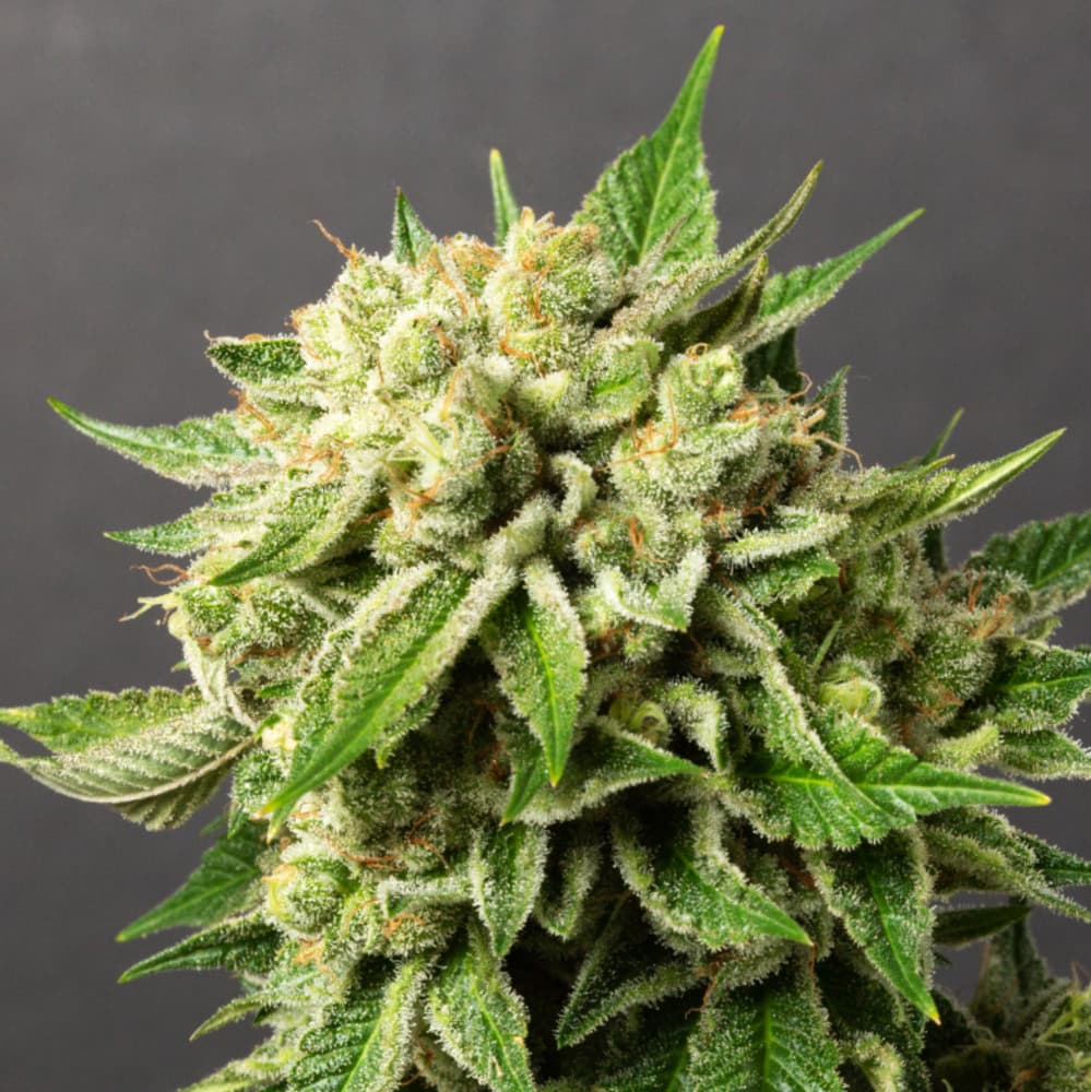 Desert Peaks Farms Banana Crack