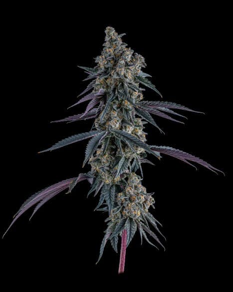 Genuine Grow Flower