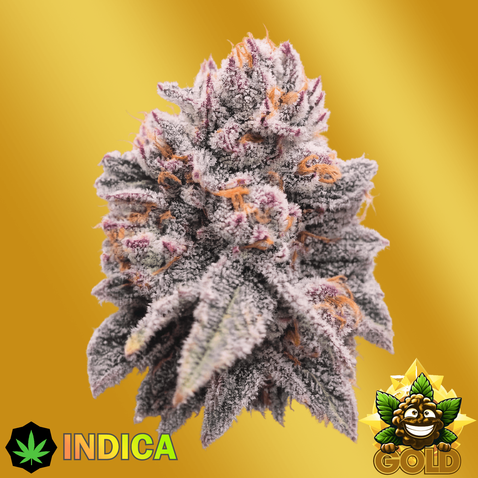 Bloom Montana Phoenix (3.5G)-Gold