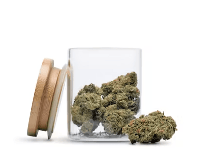 Bloom Montana Lemon Tree (7G)-Gold