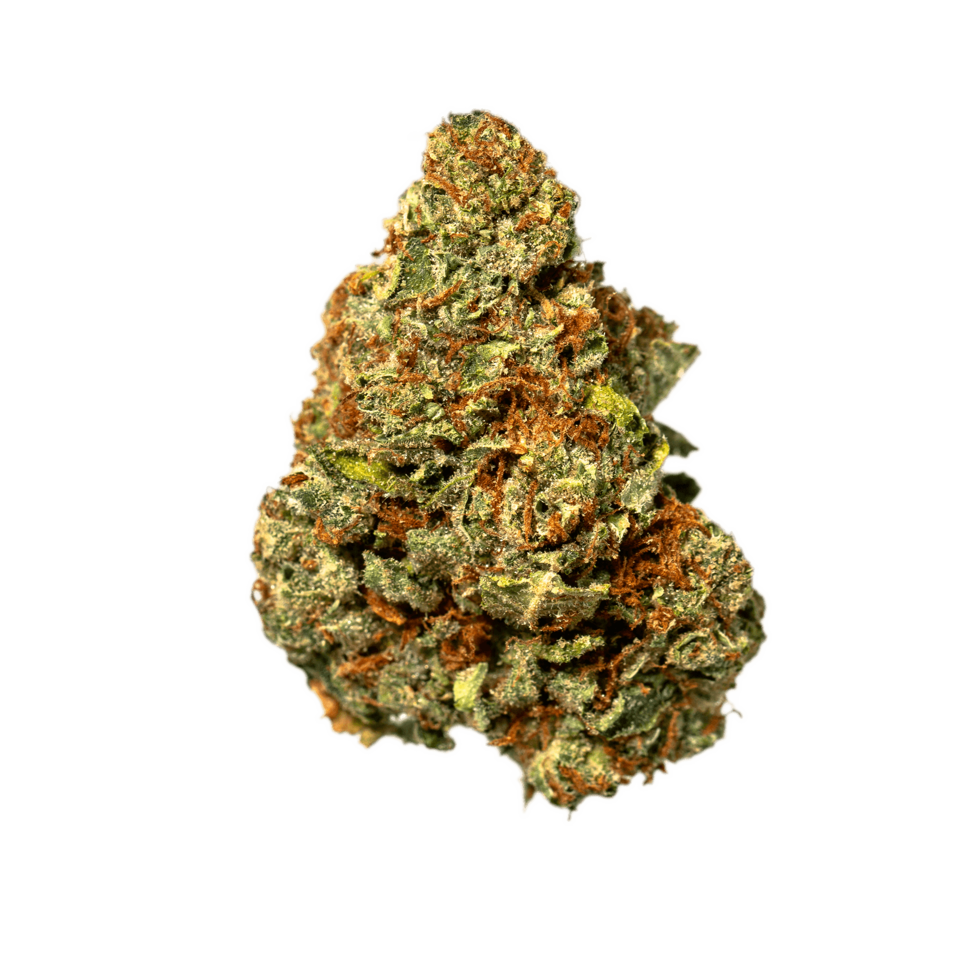 Bloom Montana Lemon Tree (14G)-Gold