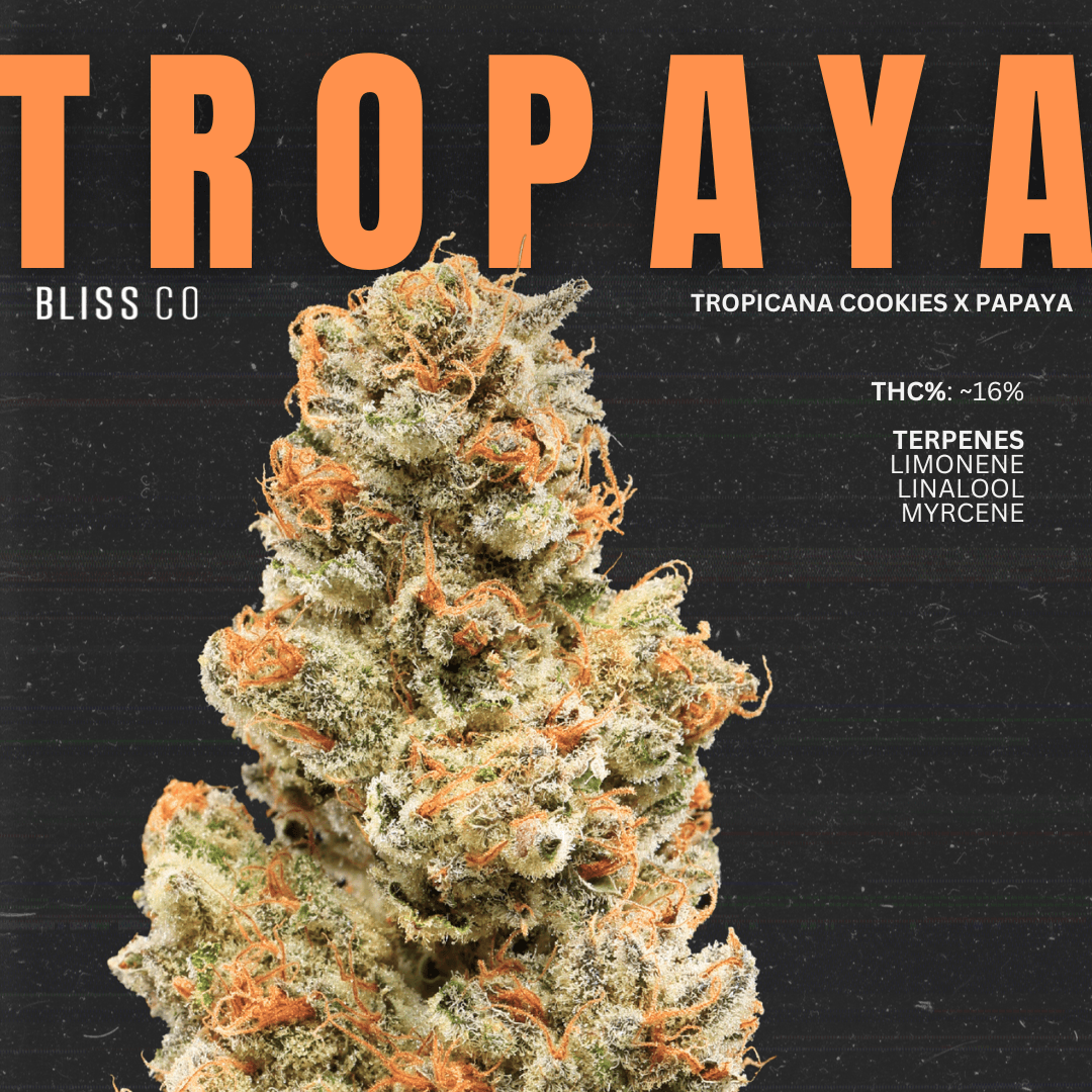 Blissco Tropaya | Pre-roll | 7pk