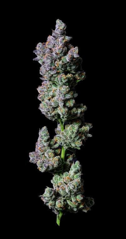 AltSol Flower: Petrol Potion