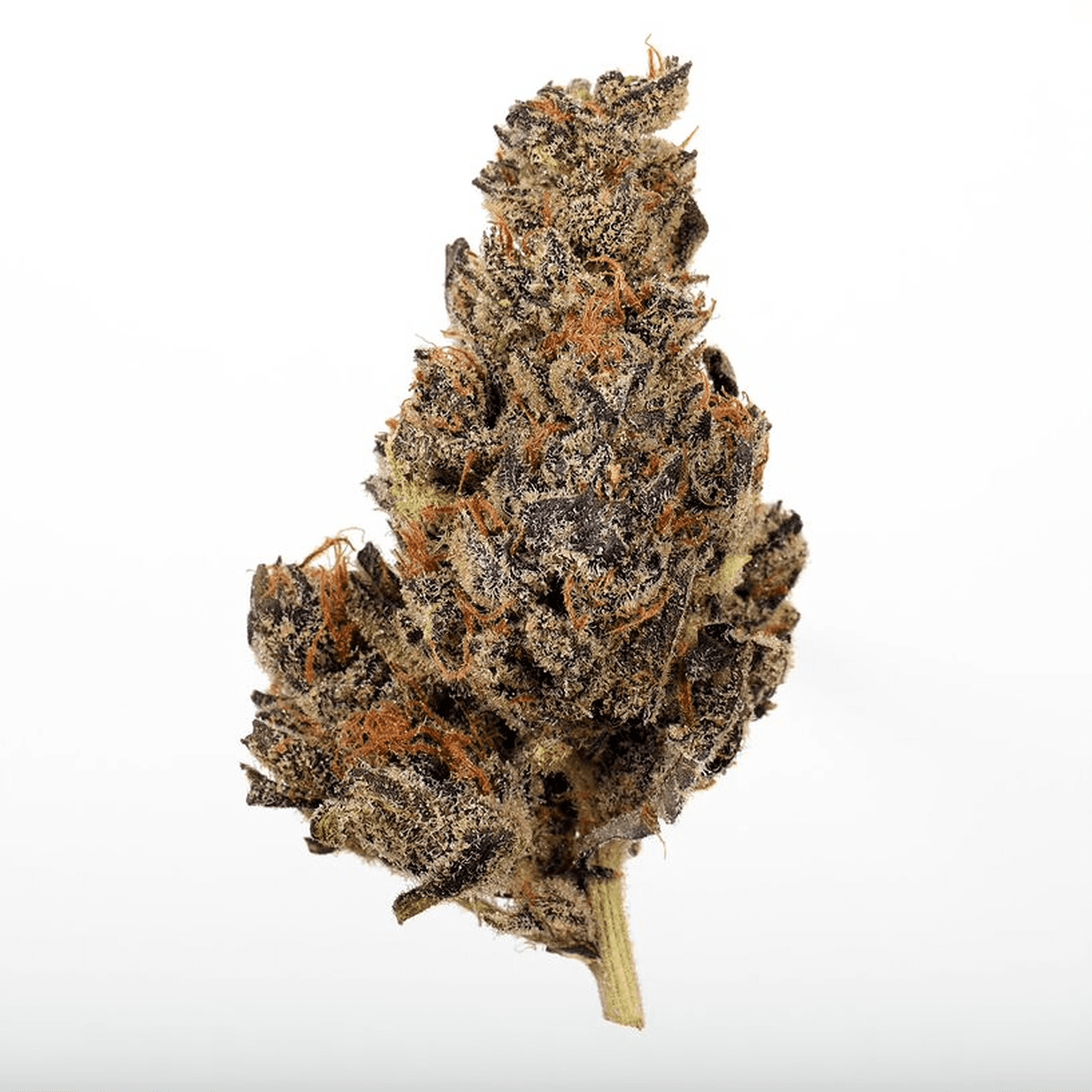 Canna Stix Flower - Sherbet Creamsicle