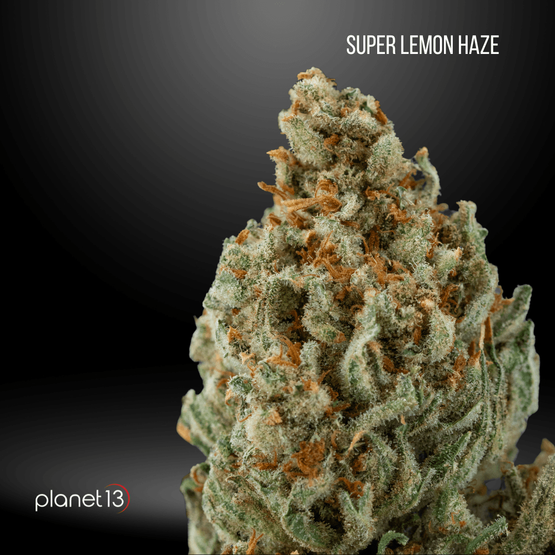 Planet 13 Super Lemon Haze Tier 2