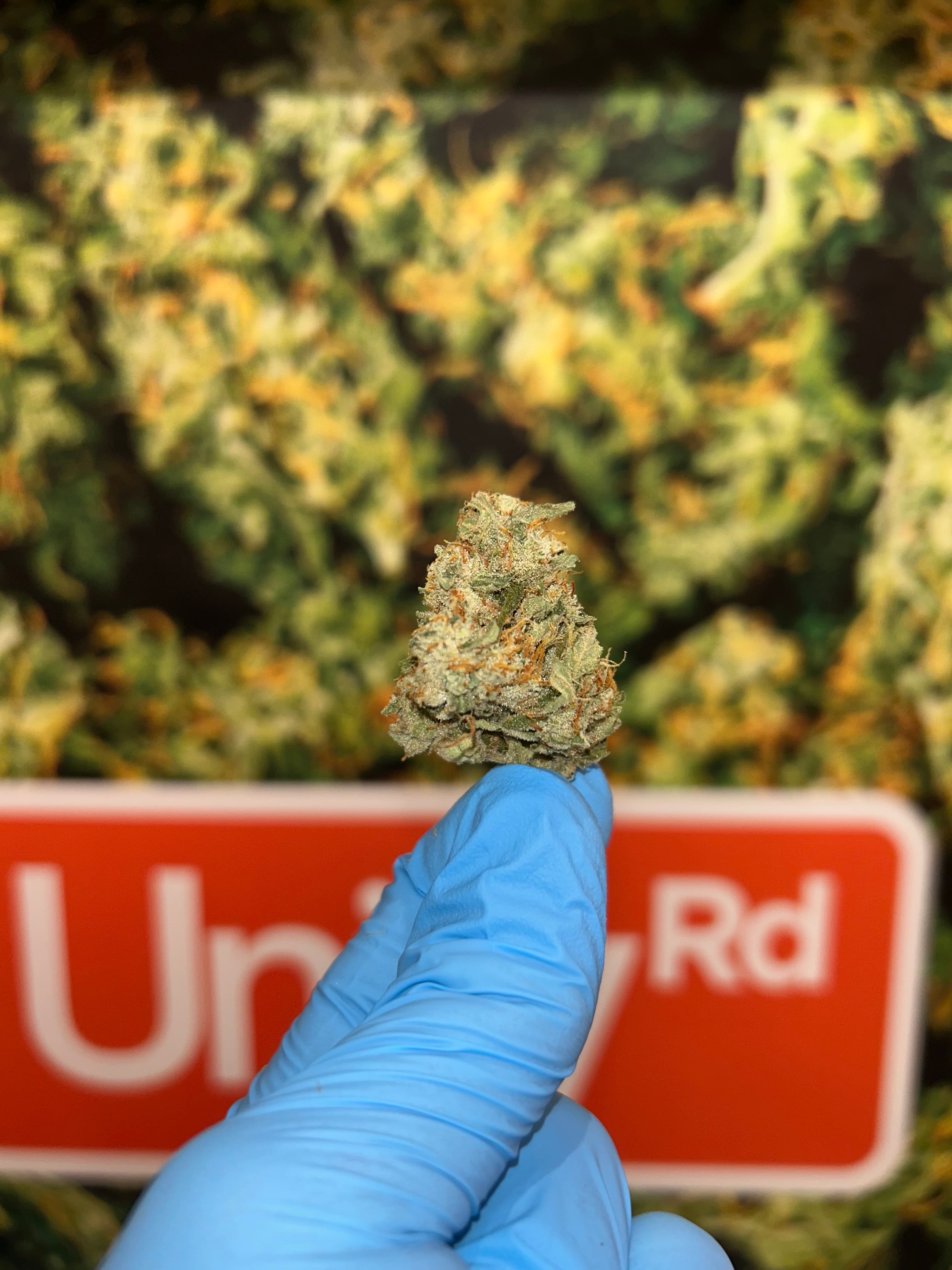 Grass Roots Gardens Grass Roots Gardens Super Silver Haze 98'