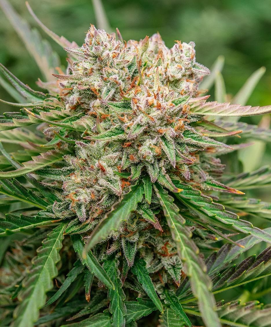 Cornerstore Cultivation GMO Pre-Packed