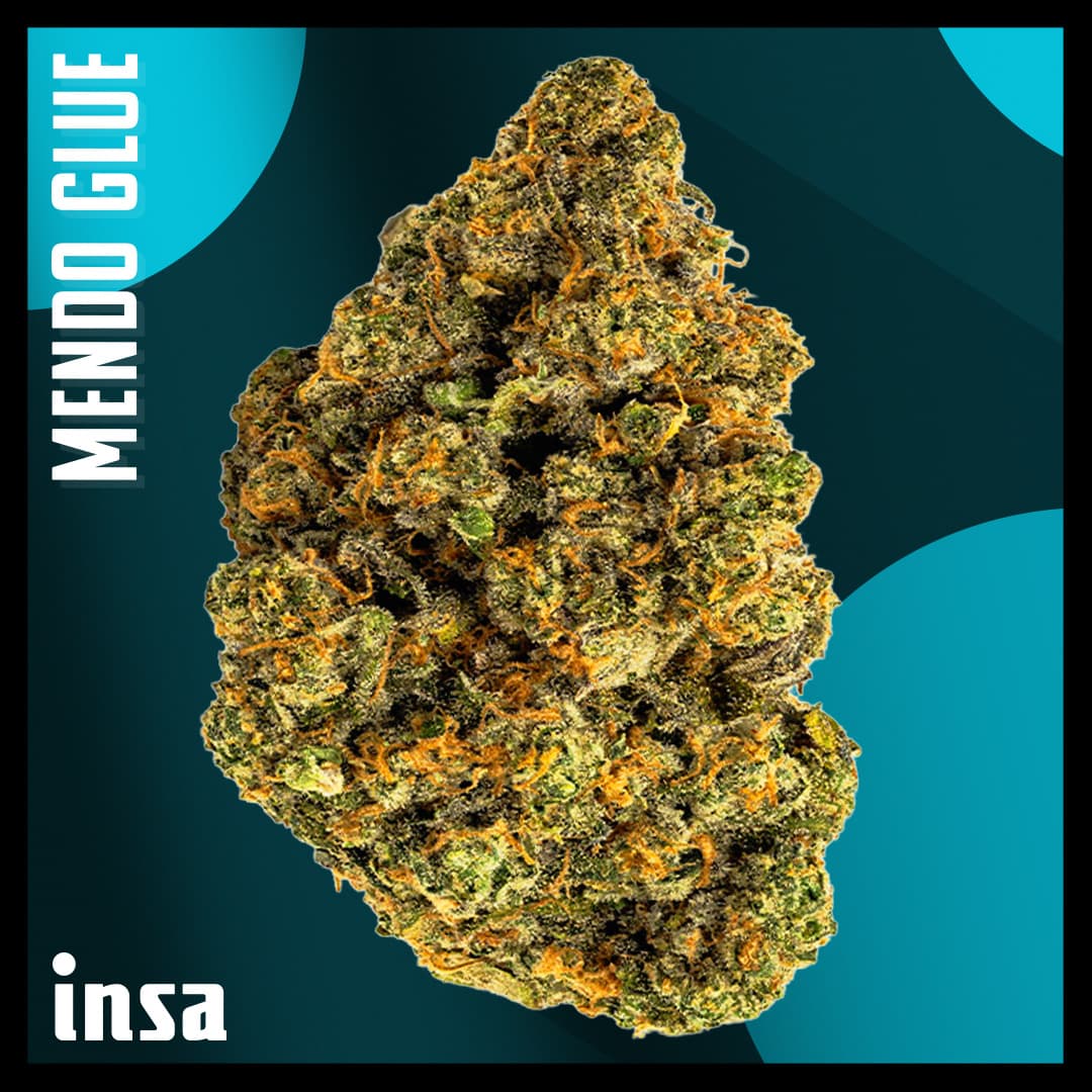 Insa