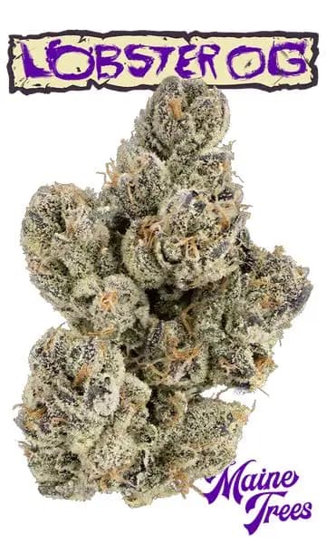 Maine Tree's Lobster OG Flower | 3.5g
