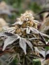 OG FARMS OG Gardens - Tagalongz (26.60%) - 1/8
