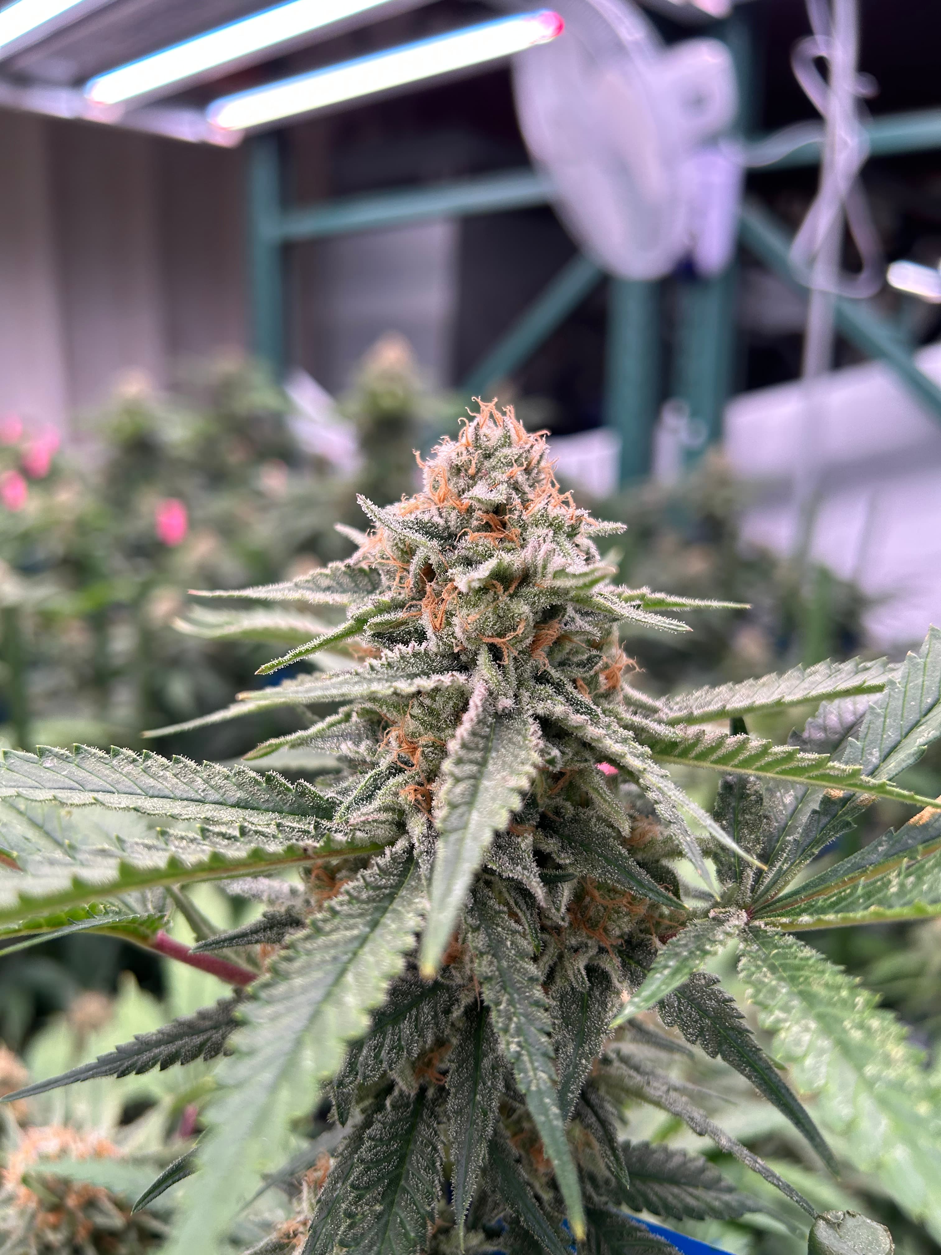 OG OG Gardens - Wappa (29.53%) - 1g