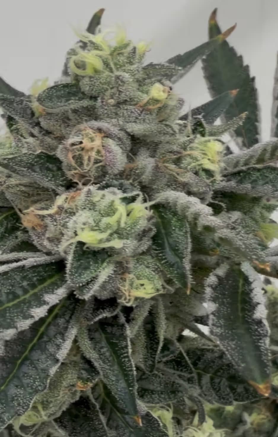 Parks Grove Gorilla Titties | 3.5G Flower