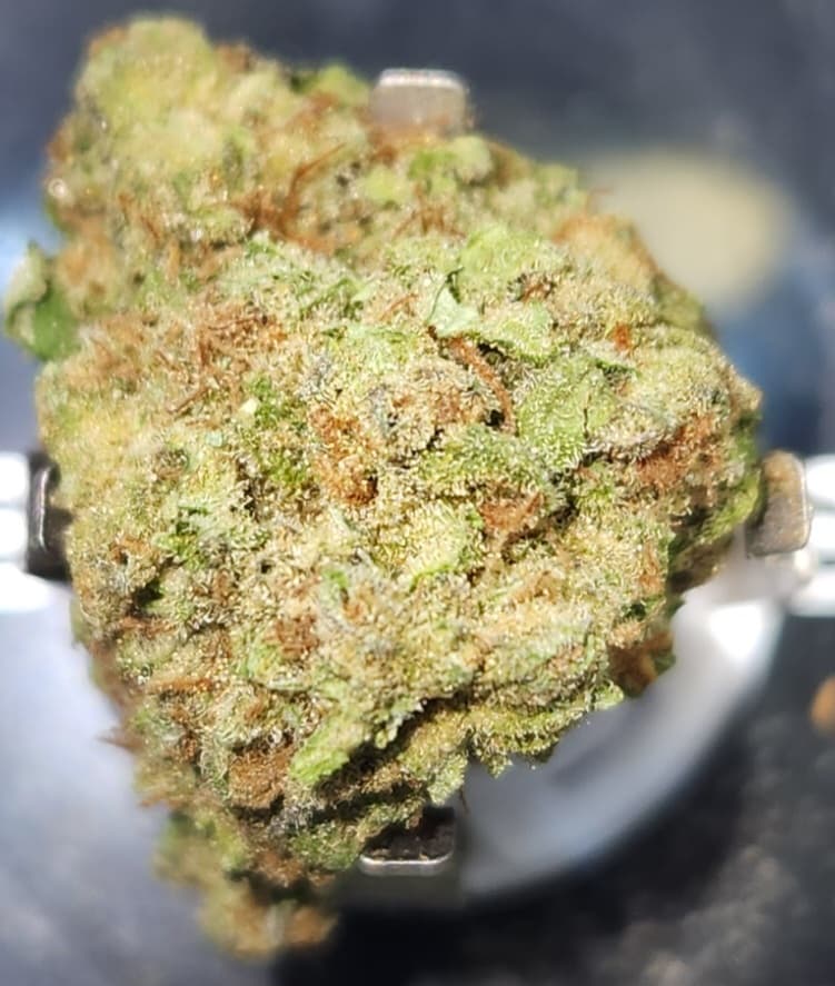 The Green House