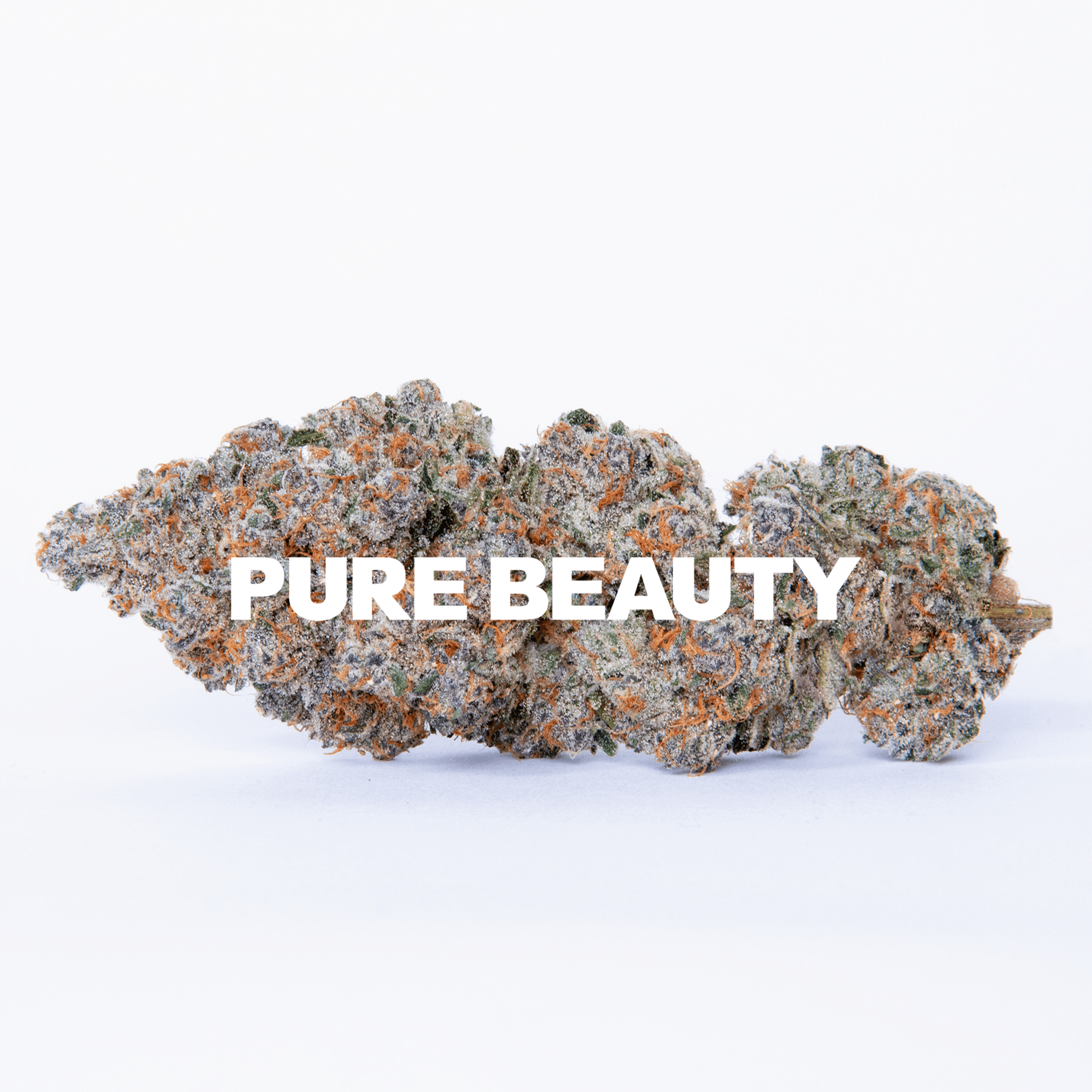 Pure Beauty