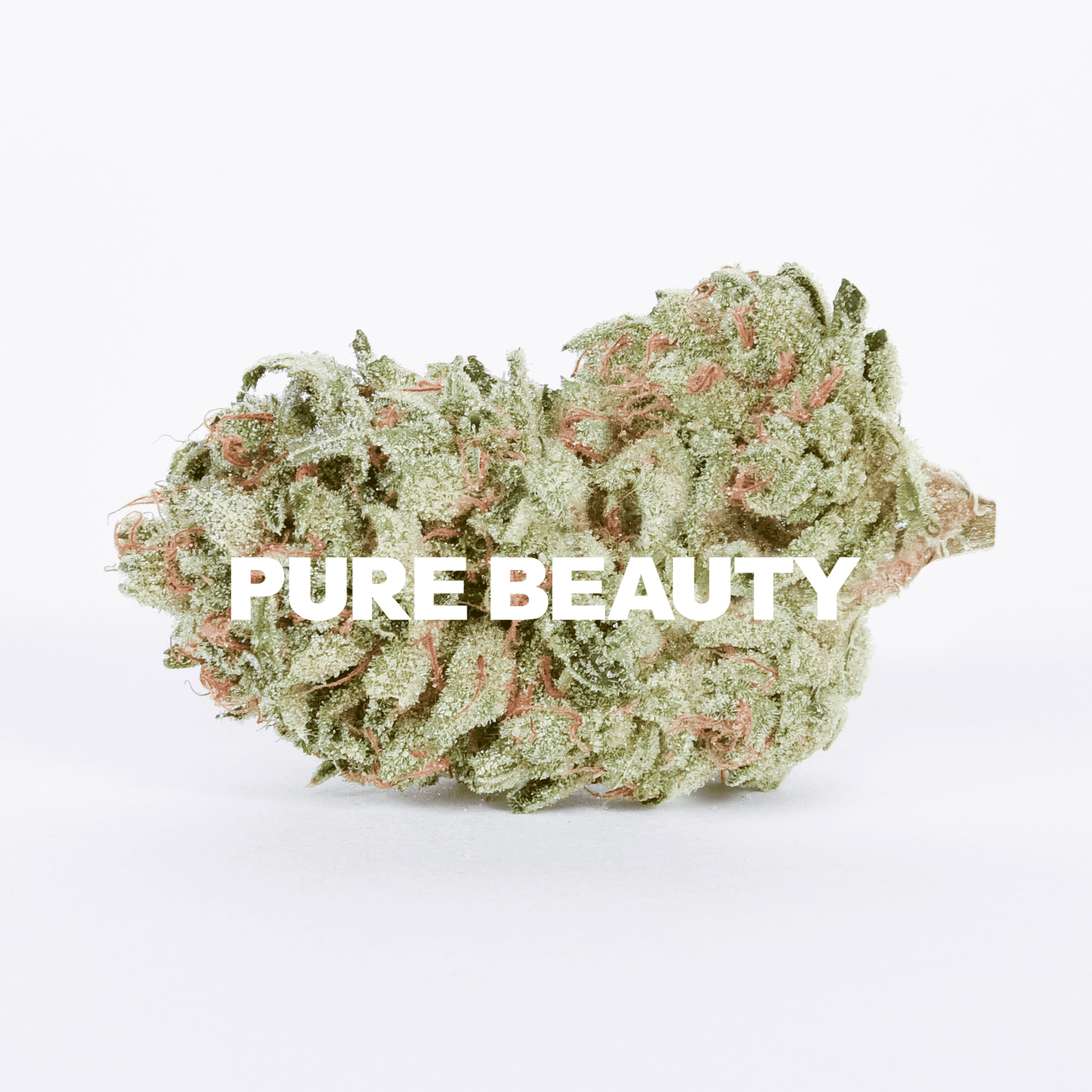 Pure Beauty