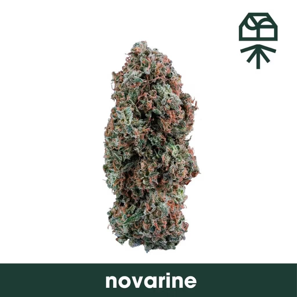 Grassroots Novarine