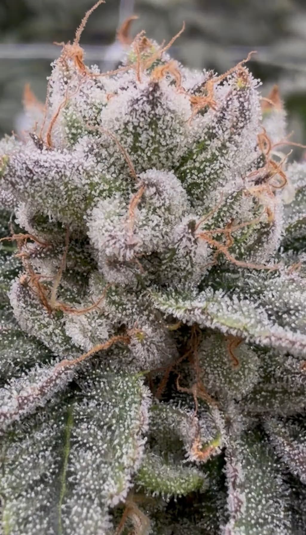 Parks Grove Parks Grove Giraffe Puzzy Flower 3.5G