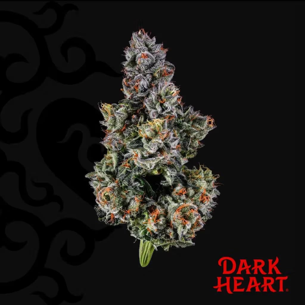 Dark Heart