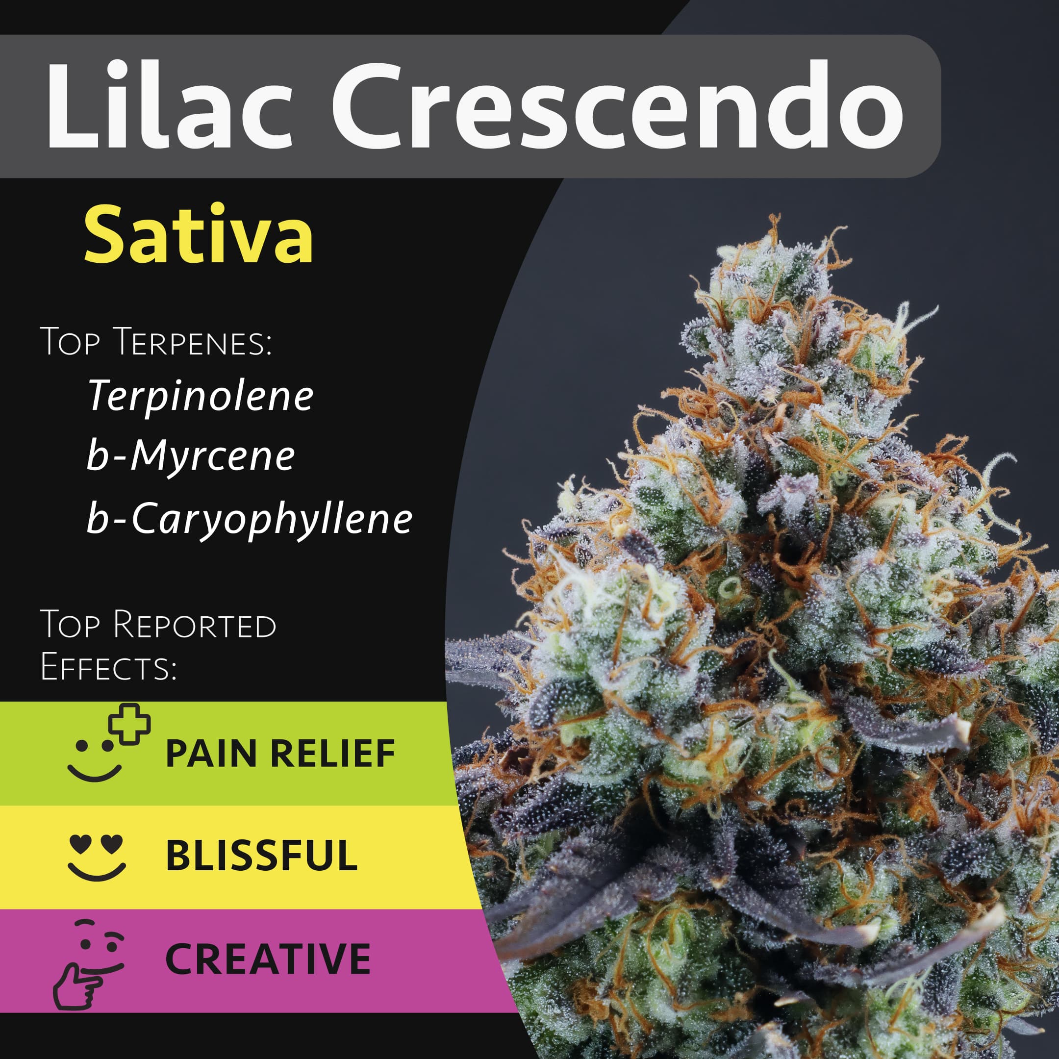 GraniteLeaf Cannabis Lilac Crescendo