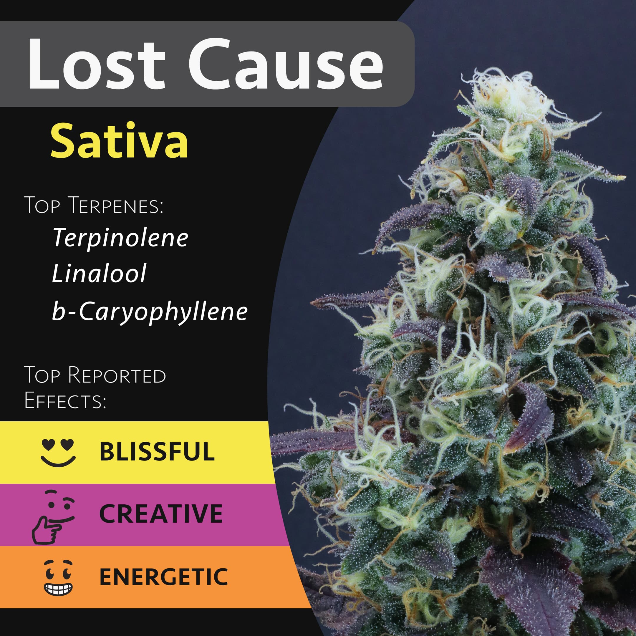 GraniteLeaf Cannabis Lost Cause