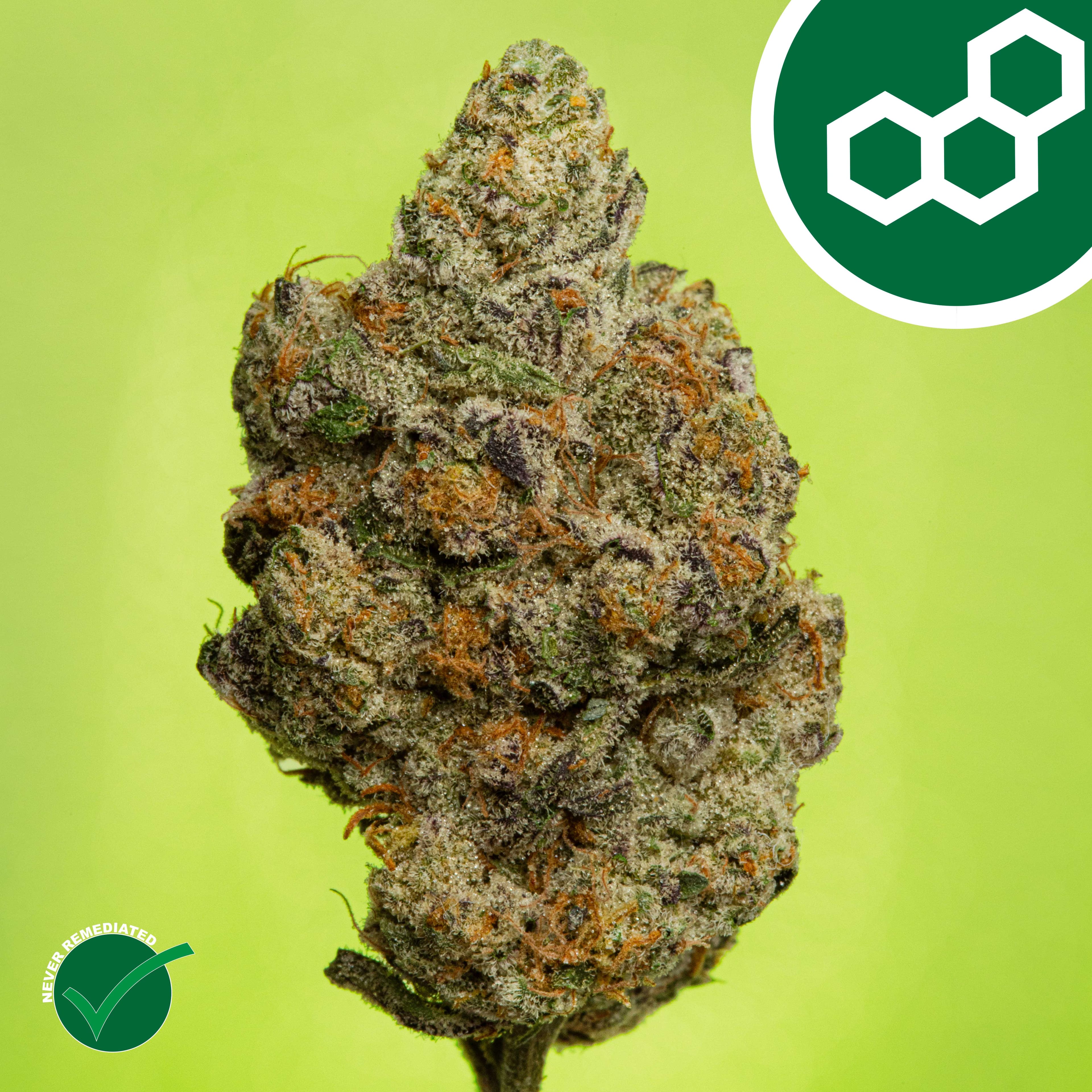 Theraplant Carbon FBR (H) Flower C0040002085