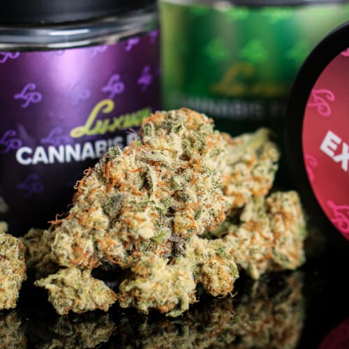 LP Exotics LP Exotics Las Vegas Lemon (S) Flower 3.5g
