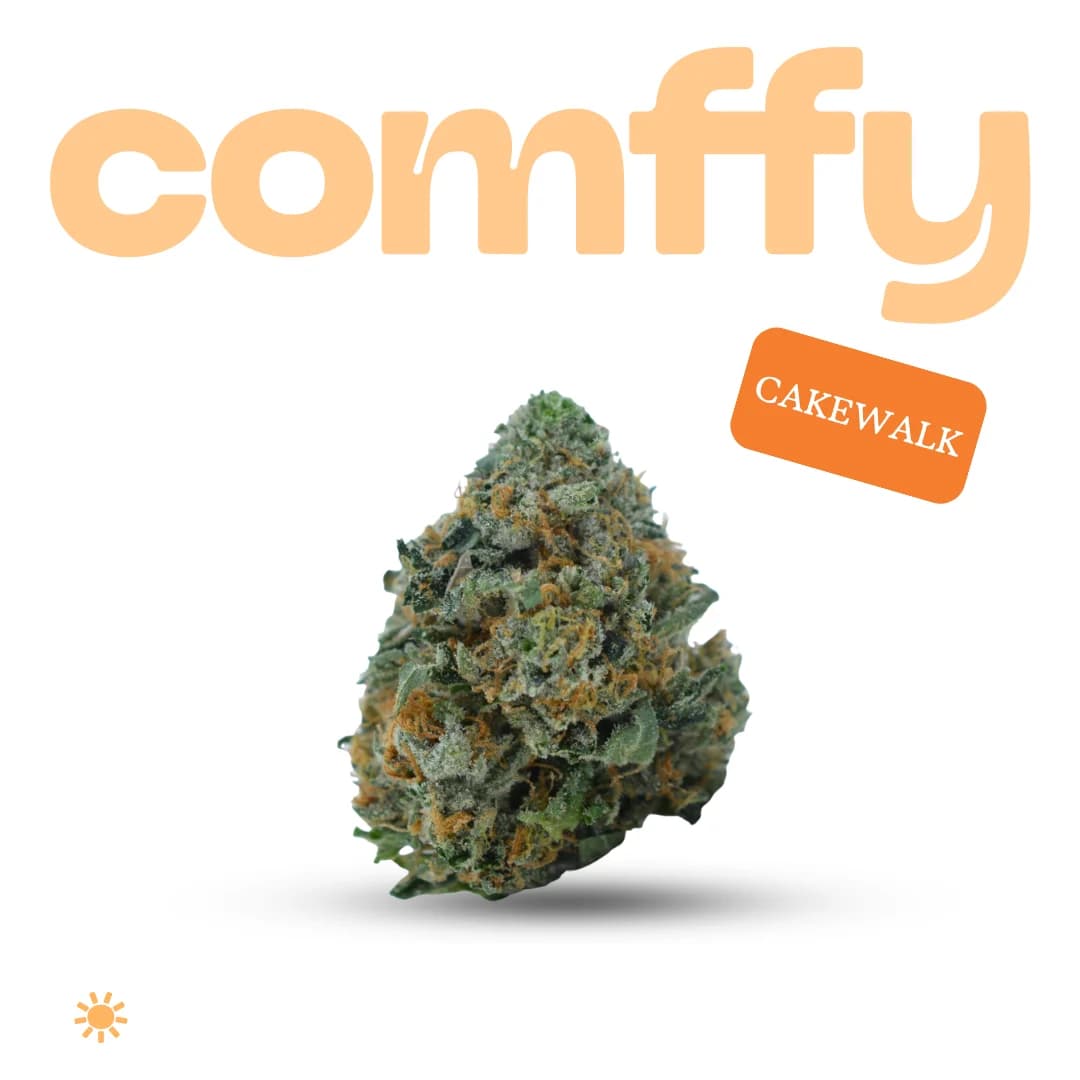 Comffy Cakewalk (S) Flower