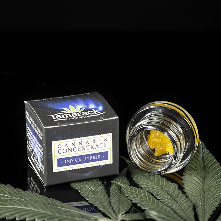 Tamarack LIVE SUGAR - Rainbow Belts