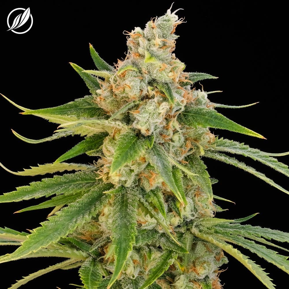 CTPharma Super Rz