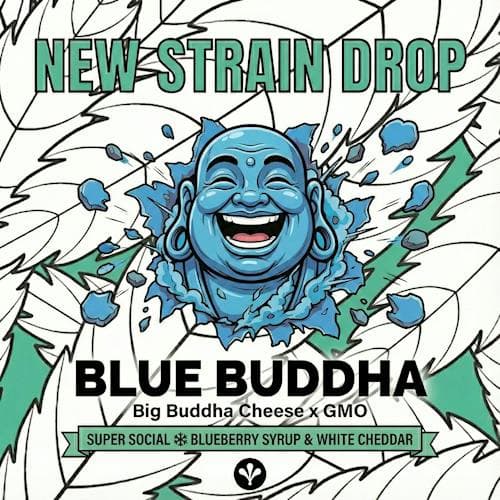 Honeydew Flower - Honeydew - Blue Buddha - Hybrid