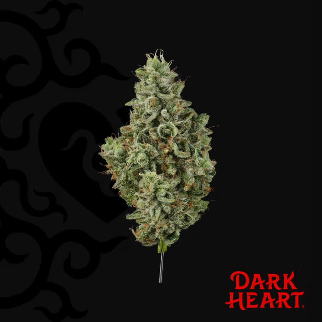Dark Heart Collection Grandma's House Flower T25.72 (01725)
