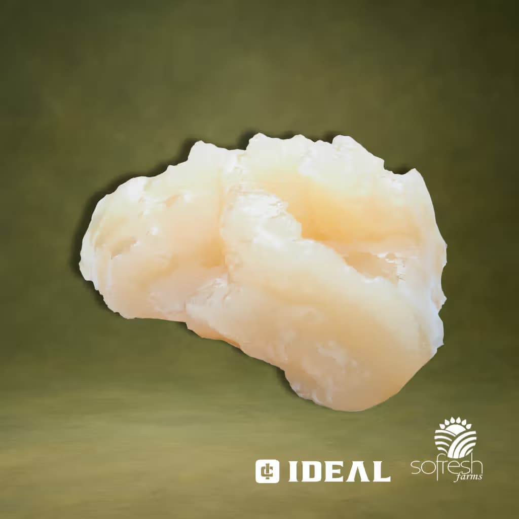 Ideal Cannabis Cap Junky