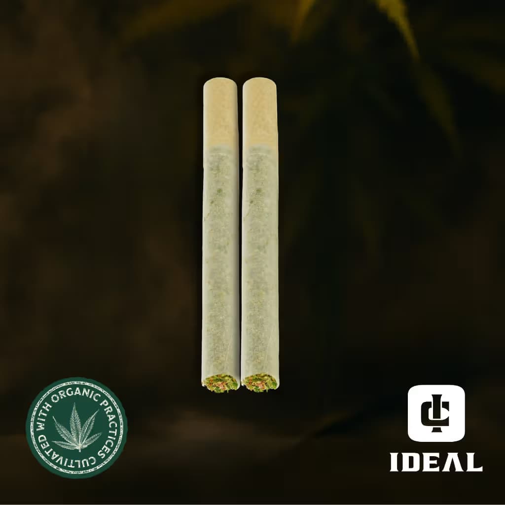 Lion Order K' Smores