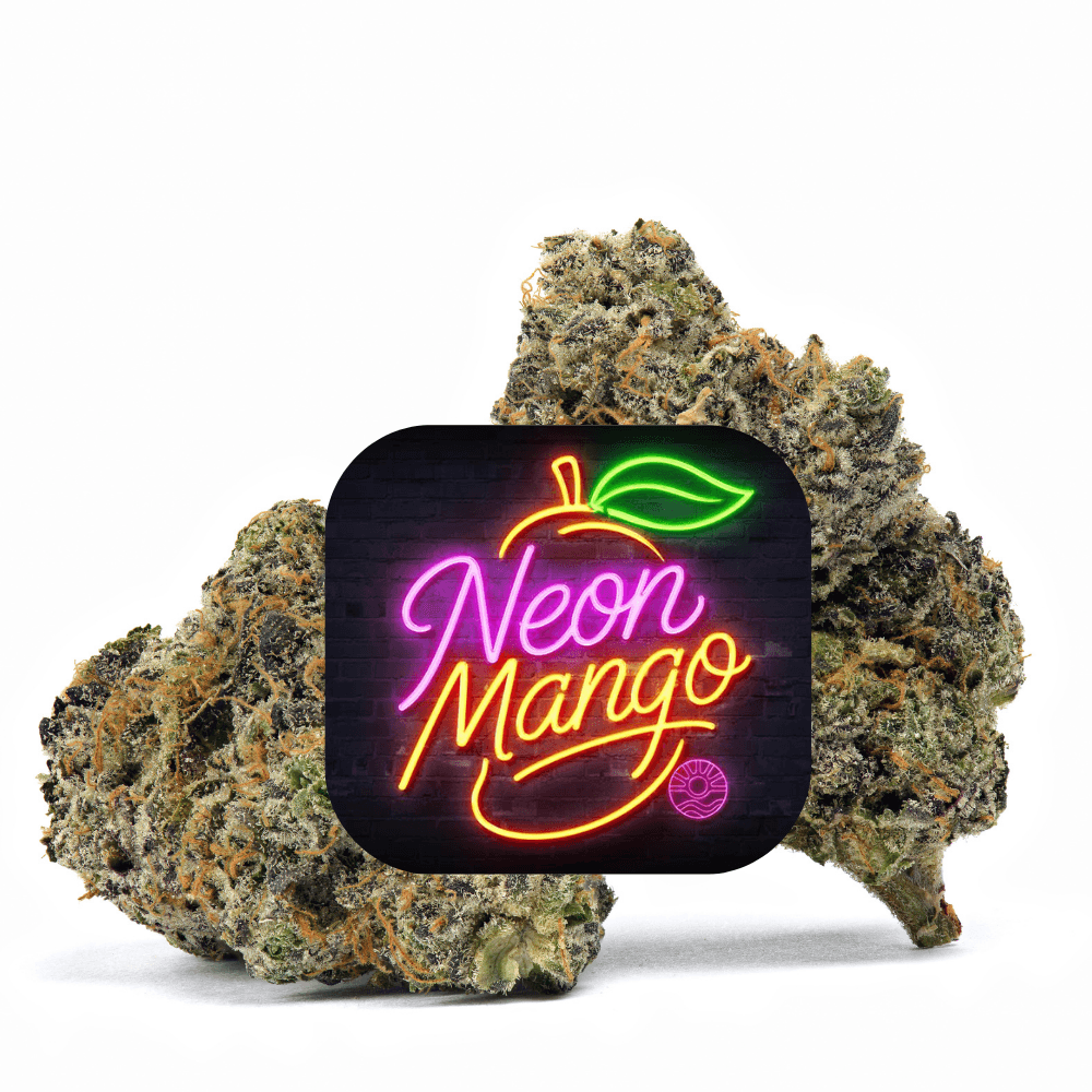 Shauncron Neon Mango - Smediums
