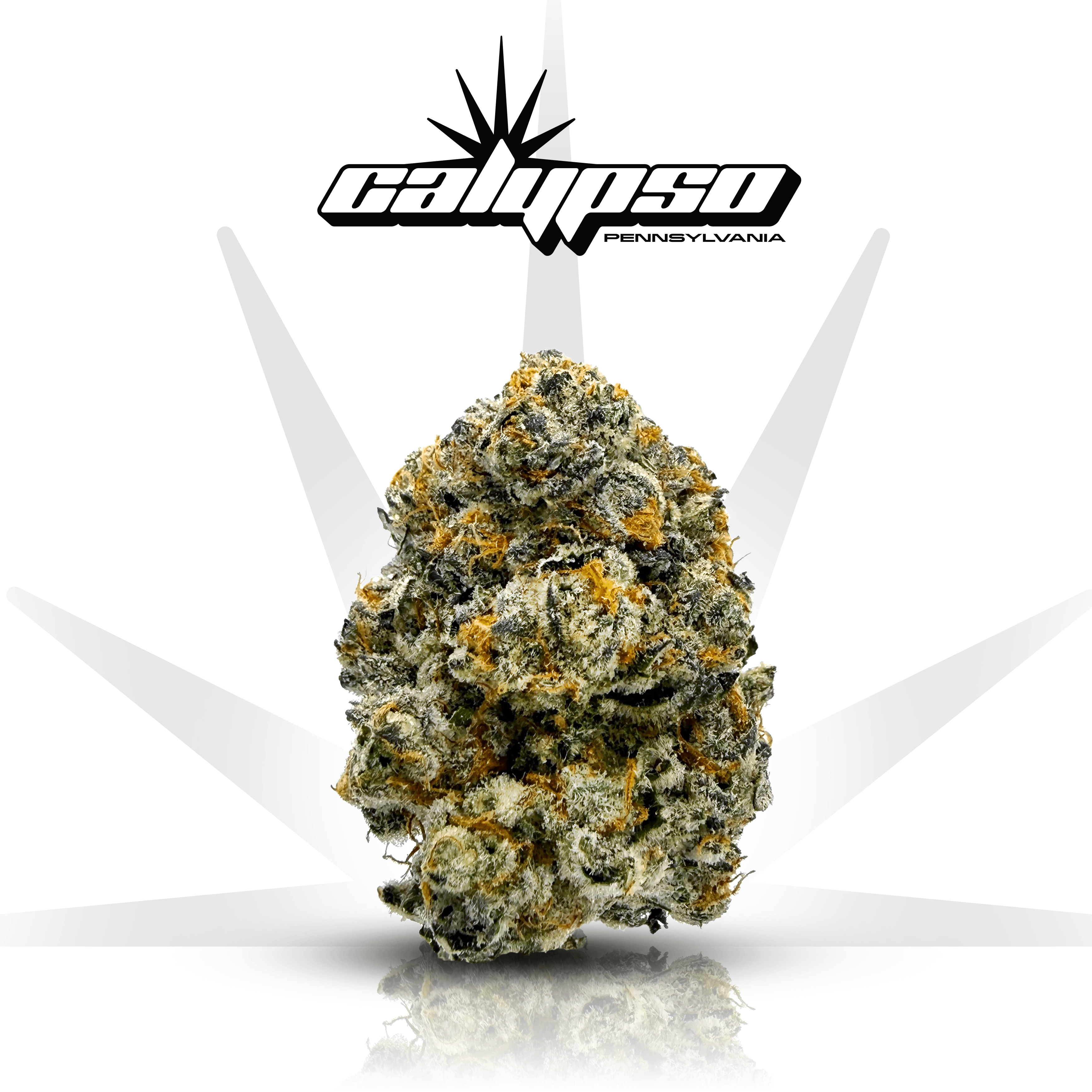 Calypso Biscotti x Kush Mntz | 14g