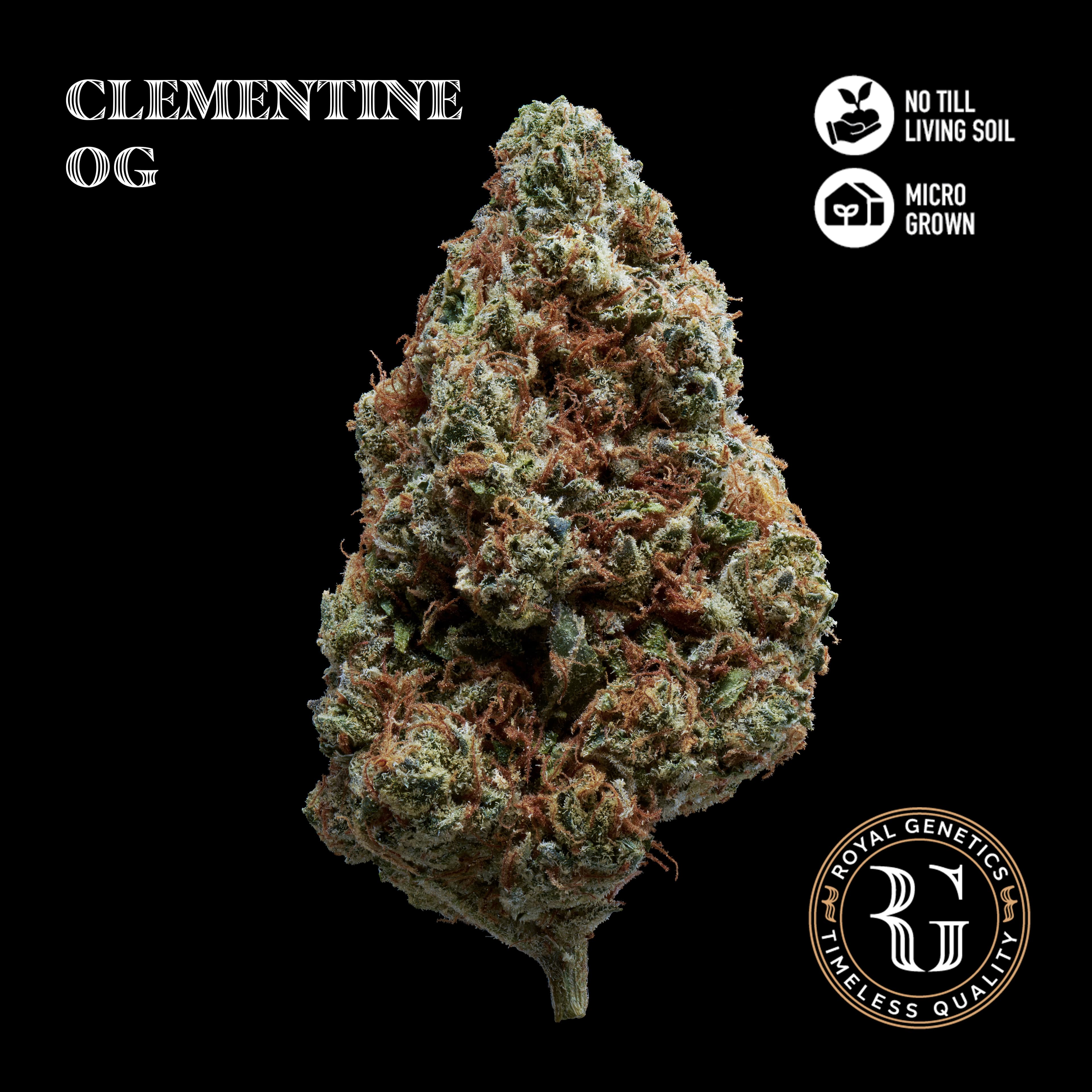 Royal Genetics