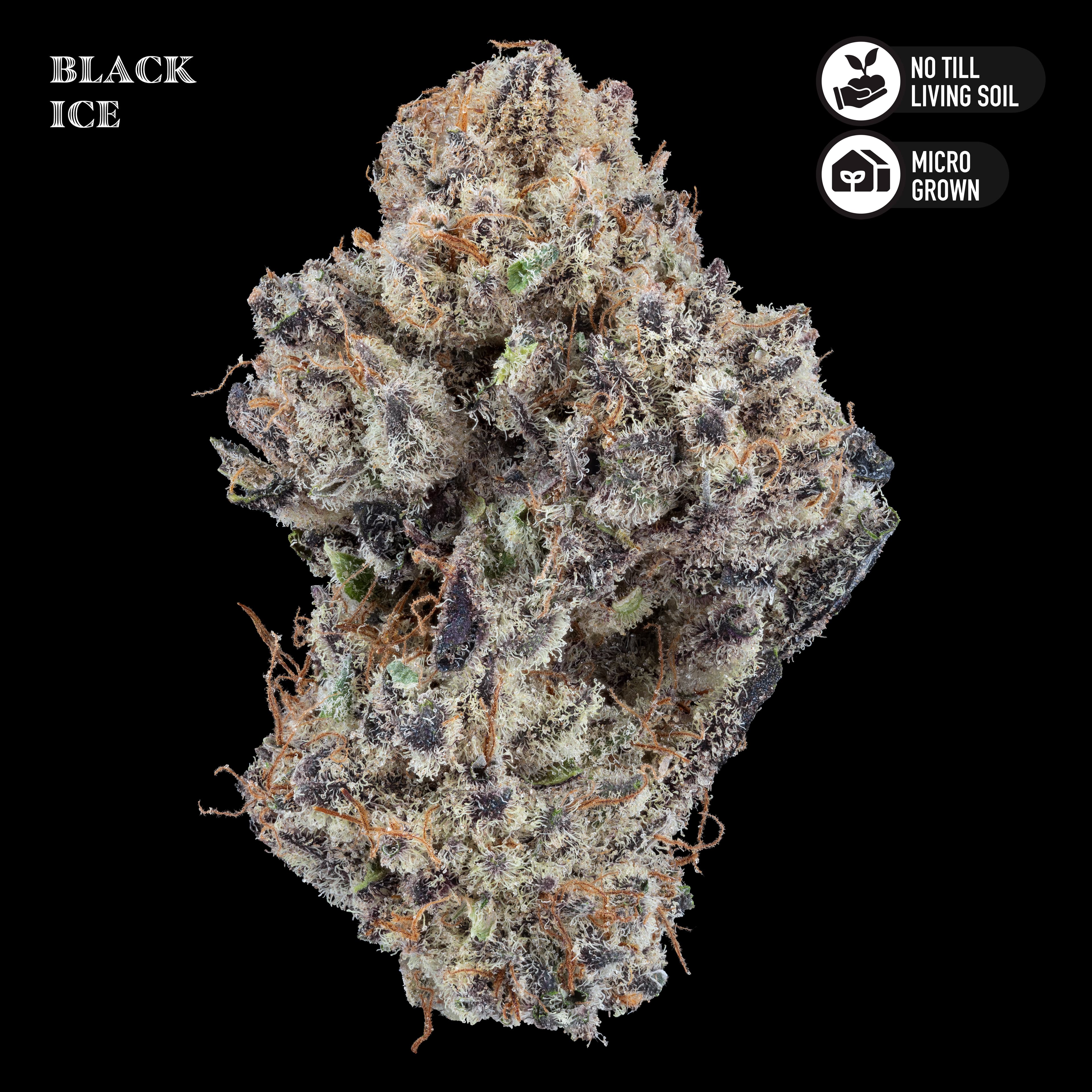 Royal Genetics