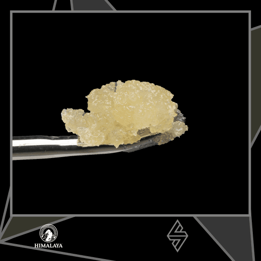 Himalaya 24K GOAT 1G LIVE RESIN TERP SUGAR