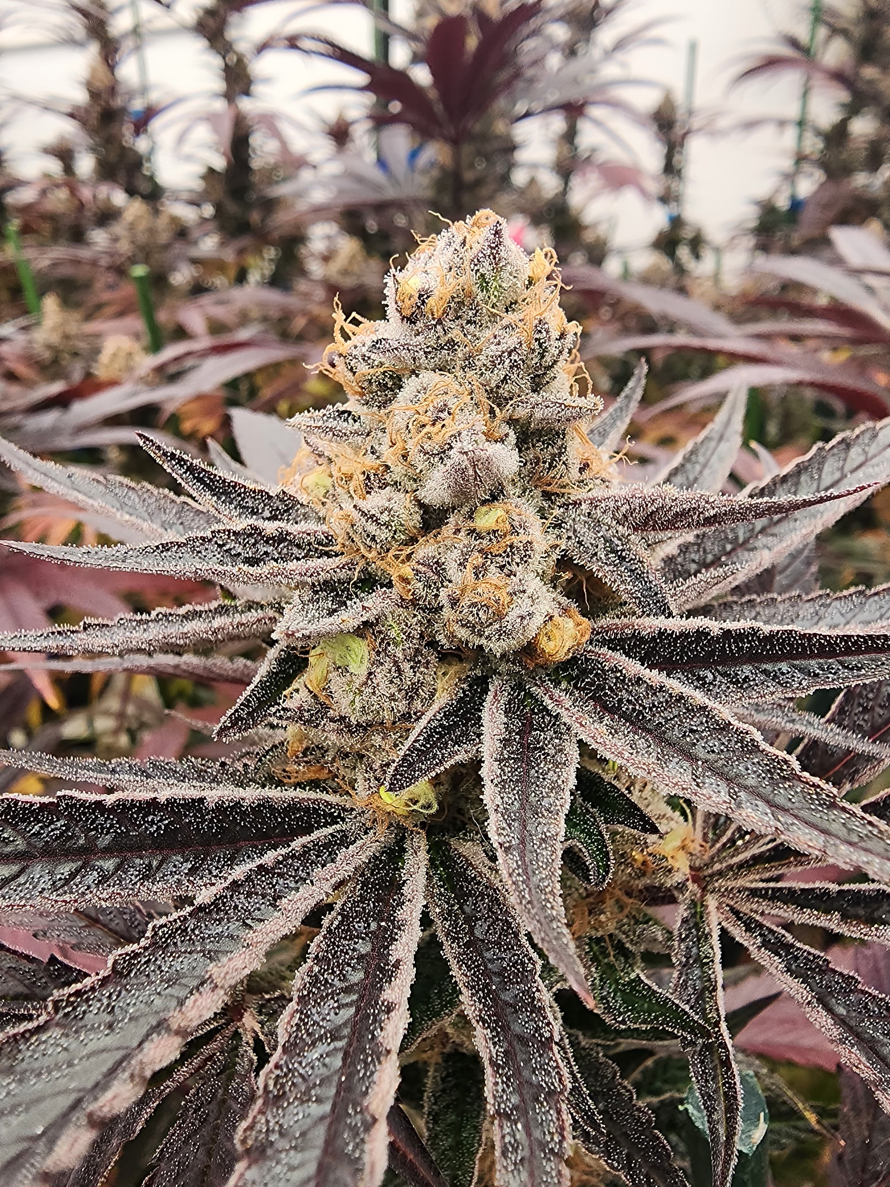 OG OG Gardens - Gary Payton (33.89%) - 1g