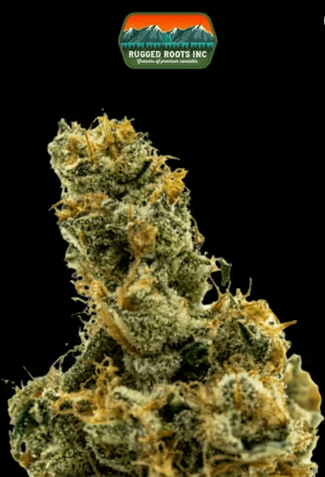 Green Trap GMO
