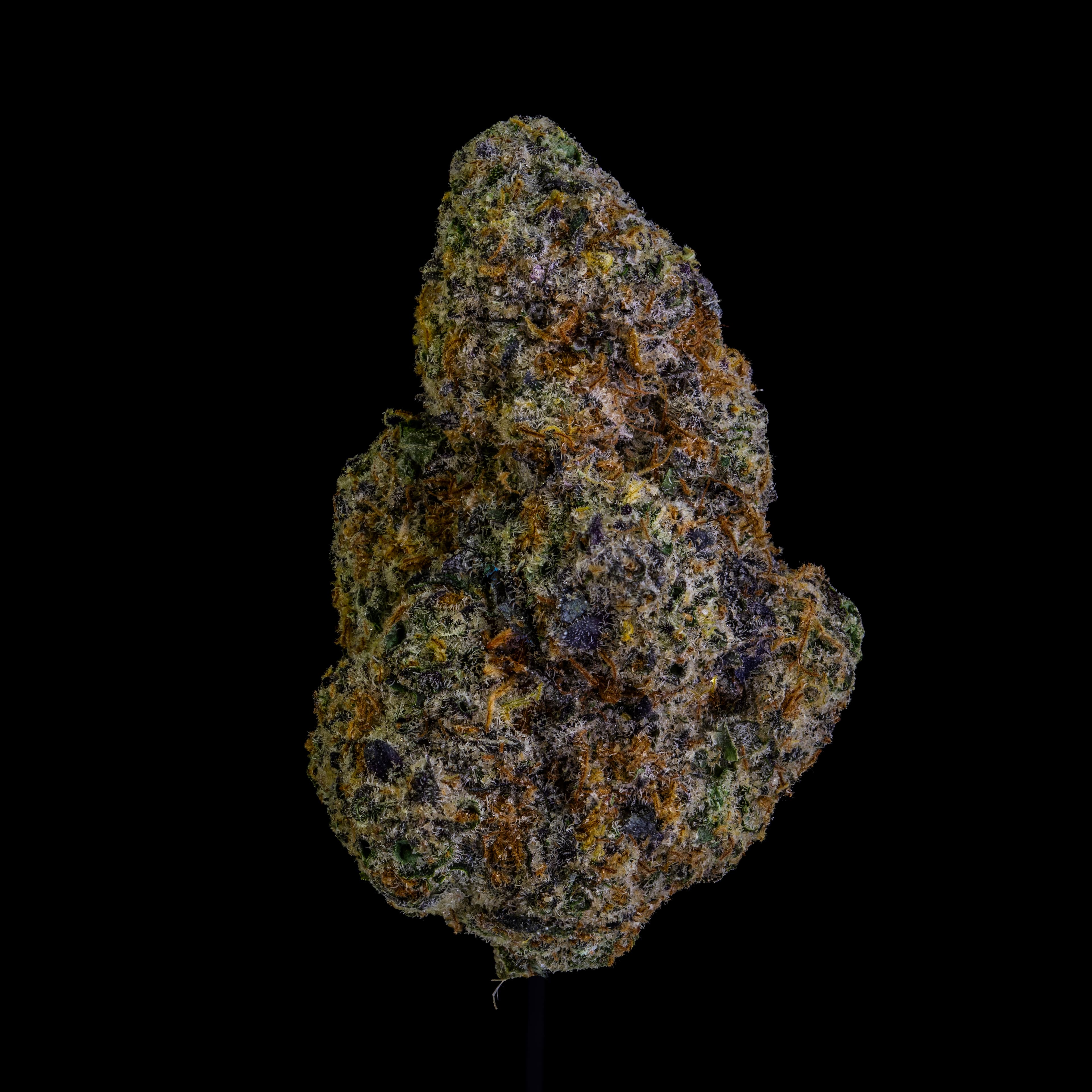 NoBo Cannabis Black Maple