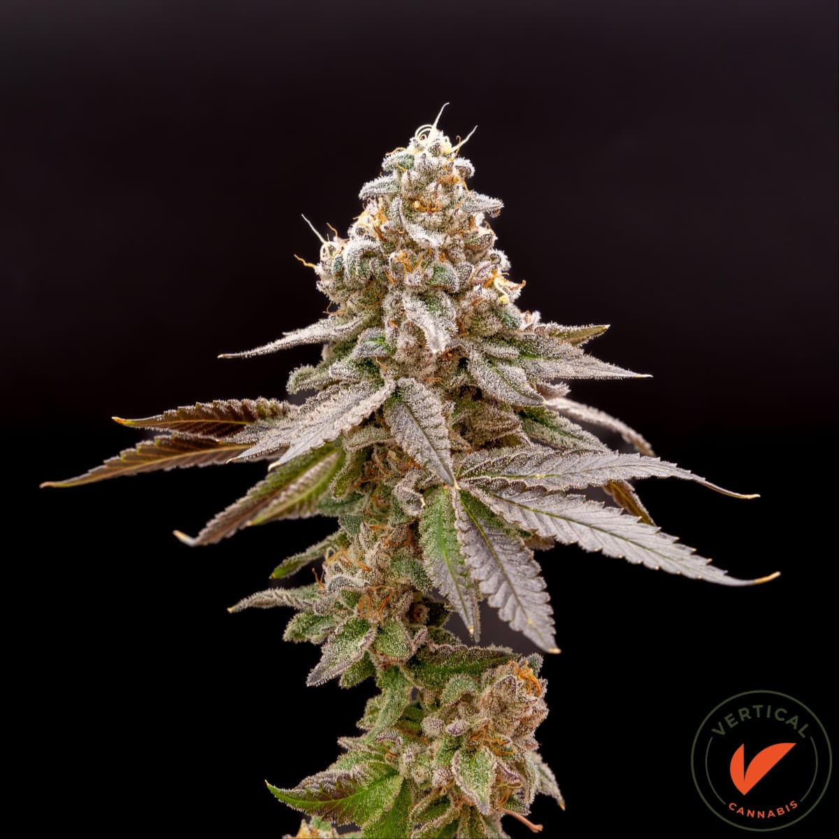 Vertical Cannabis
