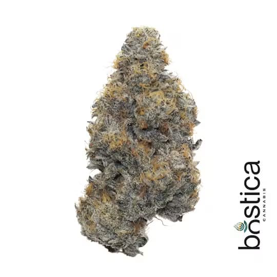 Bostica Ice Cream Man