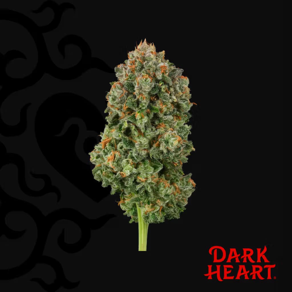 Dark Heart