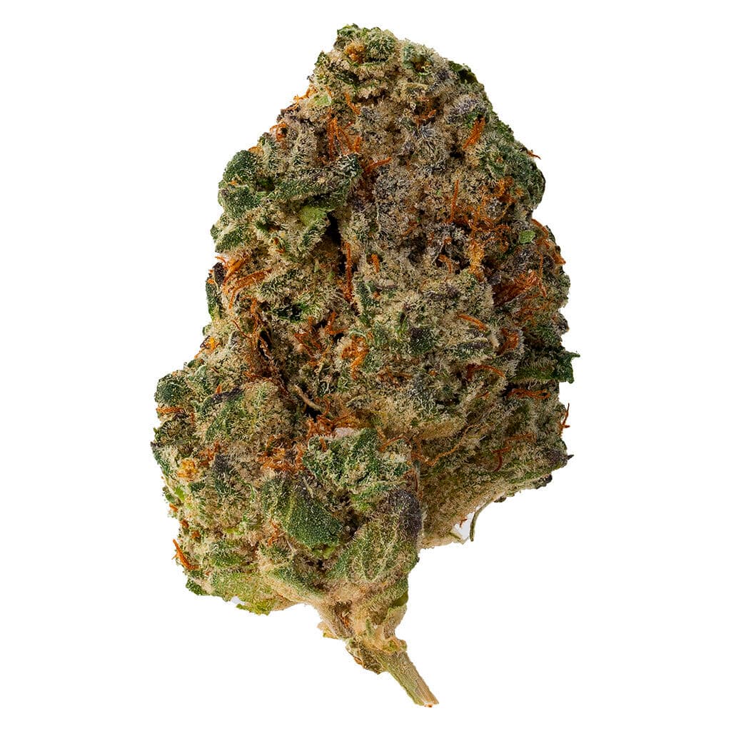 The Loud Plug