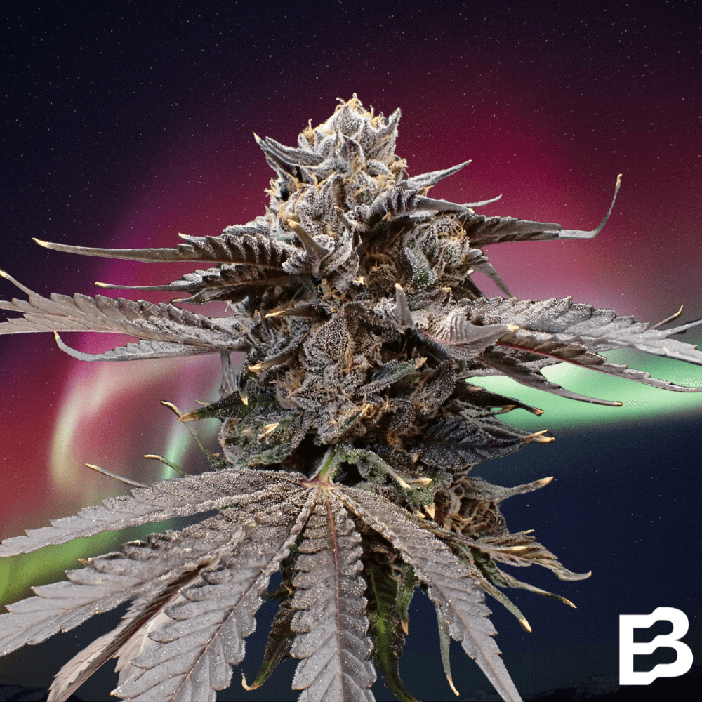 Borealis Cannabis Borealis: Prepacked Flower (Gush Mintz)