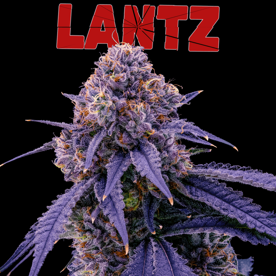 SPARQ Lantz | Pre-Pack