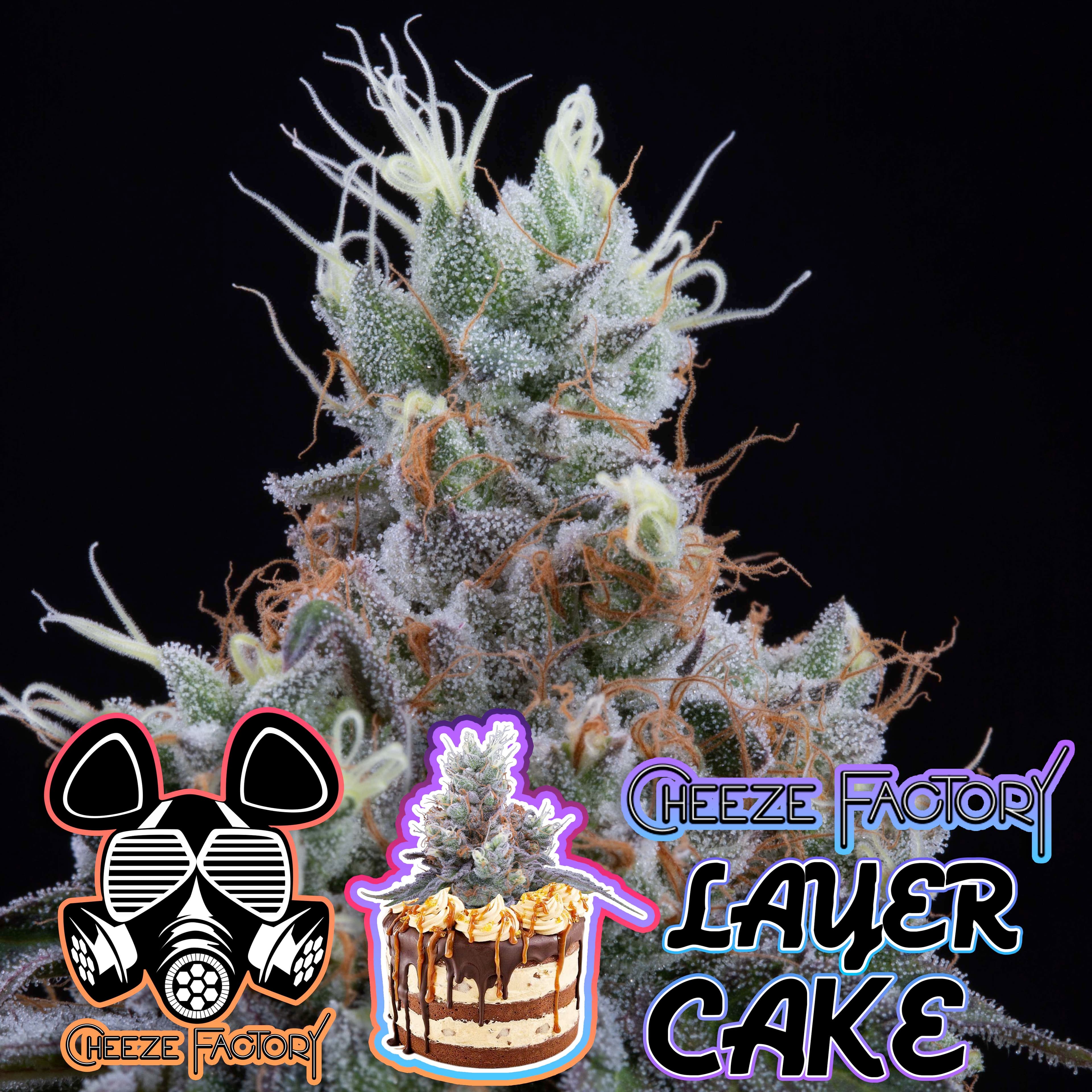 Cheeze Factory Cheeze Factory | Layer Cake