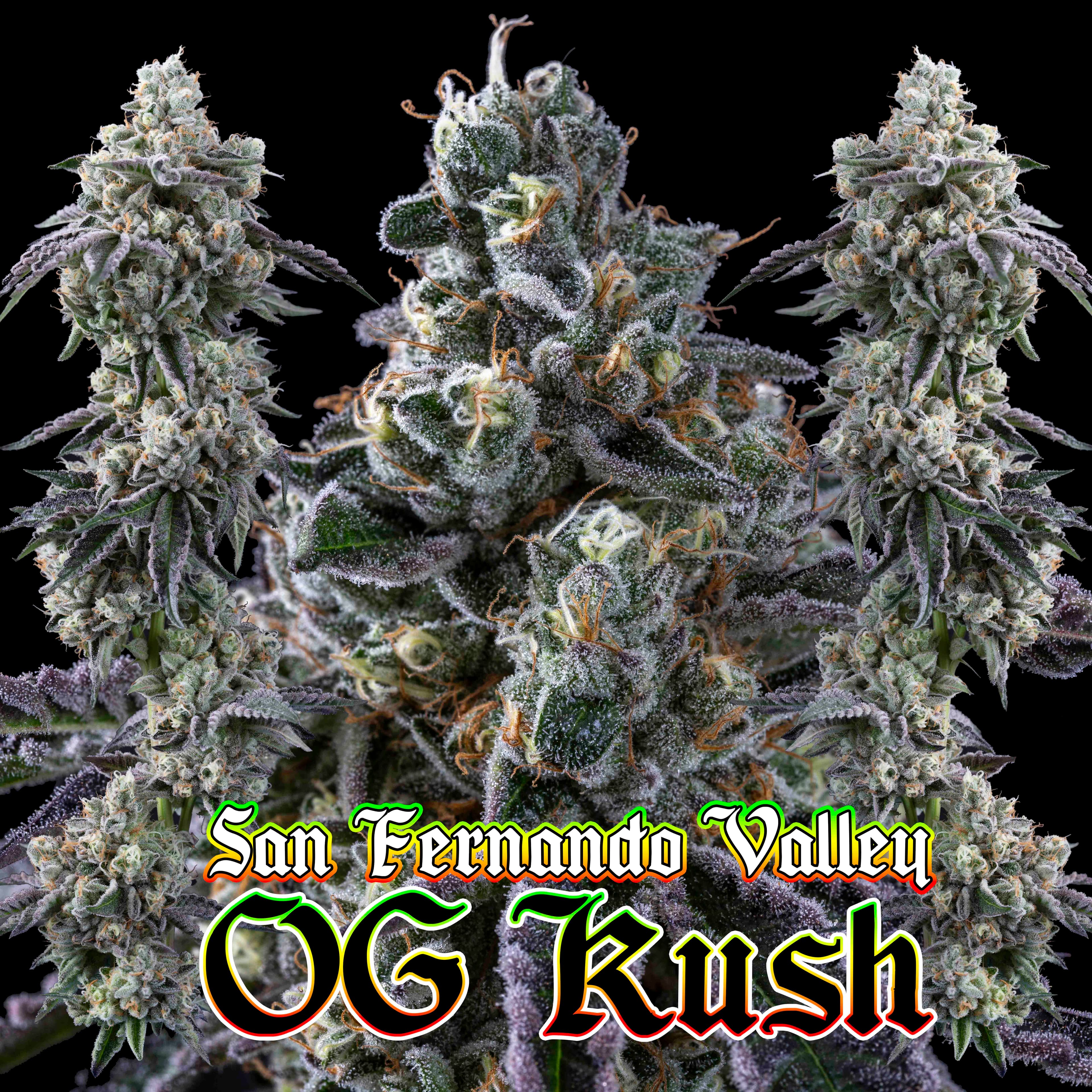 Cheeze Factory Cheeze Factory | SFV OG Kush